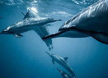 17173热门游戏榜：《原神》新版本上线 《鸣潮》3.0下半开启